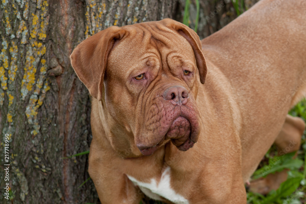 Cute bordeaux mastiff is standing near a large tree.