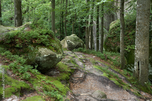 Forest landscape - fairytale beech forest.