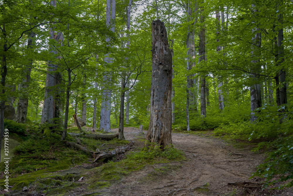 Spring in a beech forest. On the foreground is a dry sick tree. Spring in a beech forest. On the foreground is a dry sick tree.