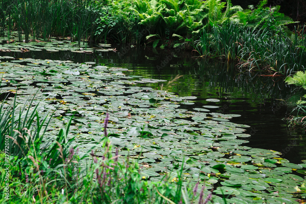 Lake covered in lily pads and surrounded by green Lake covered in lily pads and surrounded by green