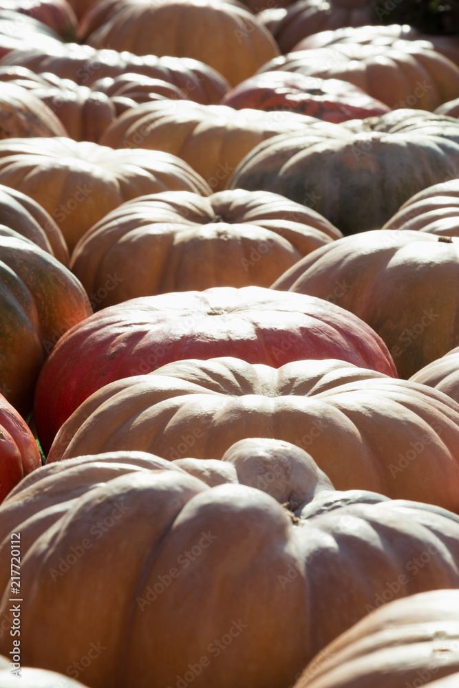 Naklejka premium A lot of pumpkin. Fall pattern. Farmers market.