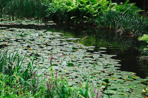 Lake covered in lily pads and surrounded by green