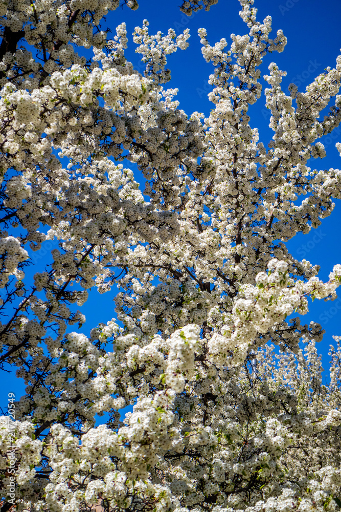 White White Cherry Blossom in Santa Fe, New Mexico White White Cherry Blossom in Santa Fe, New Mexico