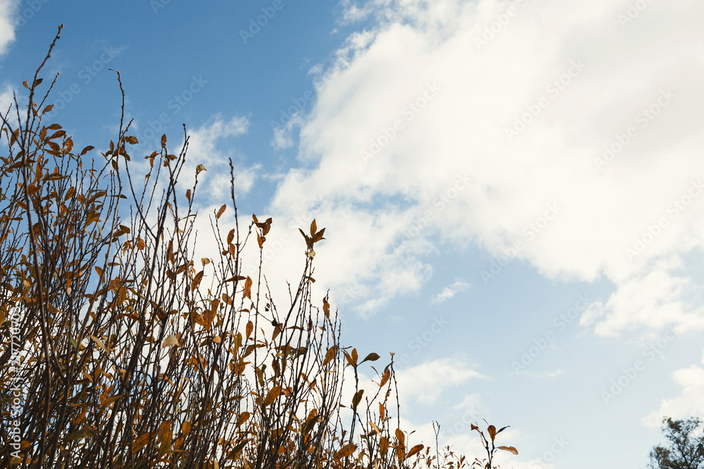 Natural fall background - autumn plants against blue sky Natural fall background - autumn plants against blue sky