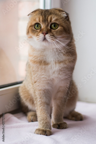 Wallpaper Mural kitten cat scottish straight, lop-eared fluffy, animal Torontodigital.ca