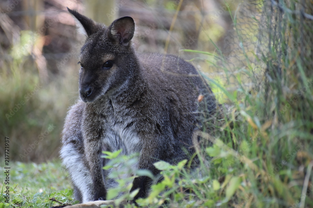 A cute brown Kangaroo sitting on a green meadow A cute brown Kangaroo sitting on a green meadow