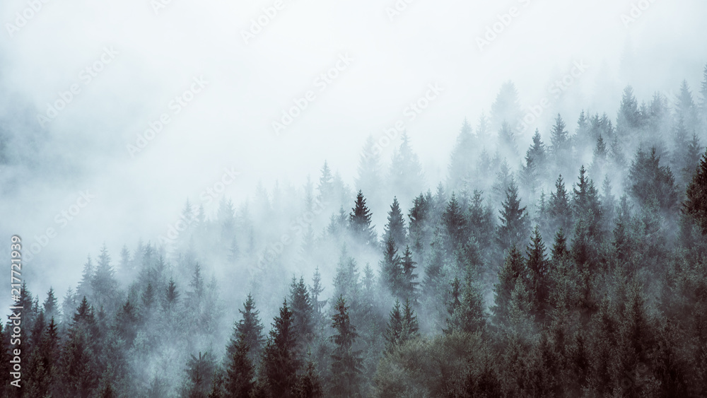 Wald im Nebel - obrazy, fototapety, plakaty 