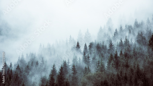 Wald im Nebel photo