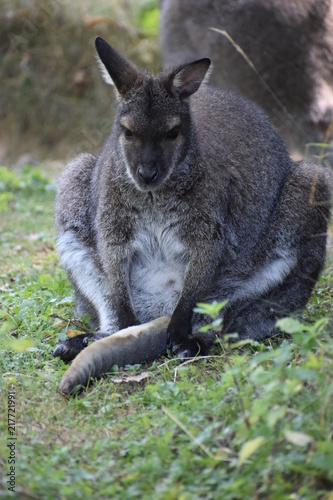 A cute brown Kangaroo sitting on a green meadow