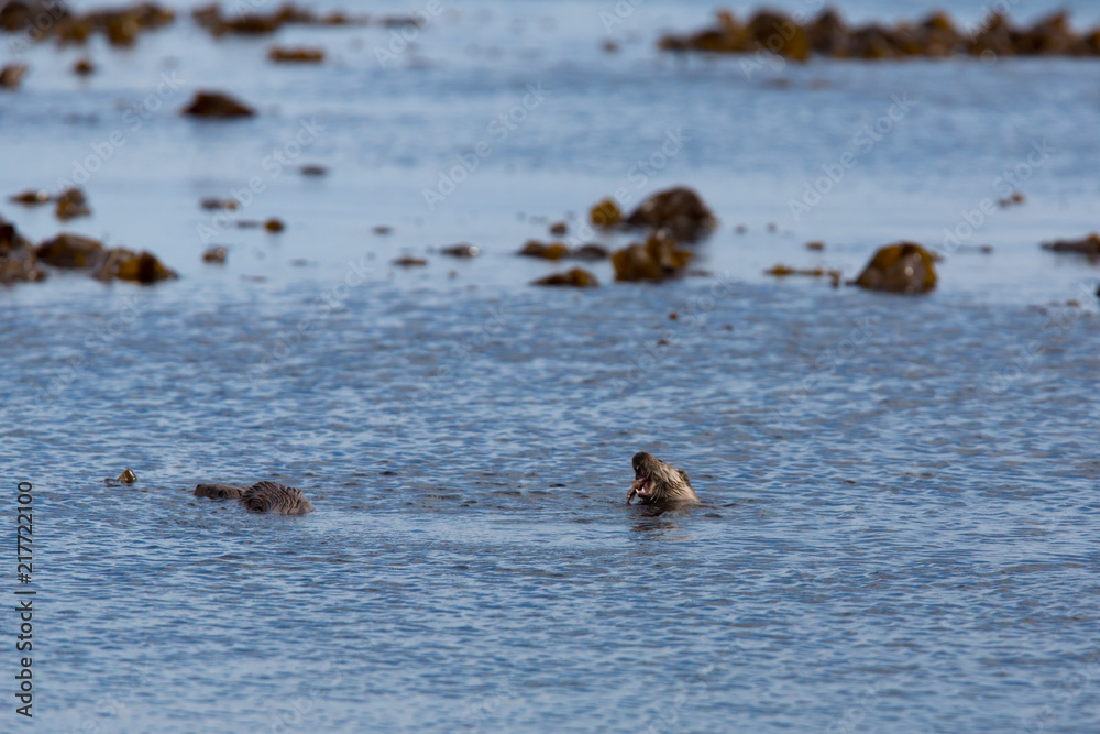 Eurasian otter (Lutra lutra) youngsters Foraging on sea in seaweed