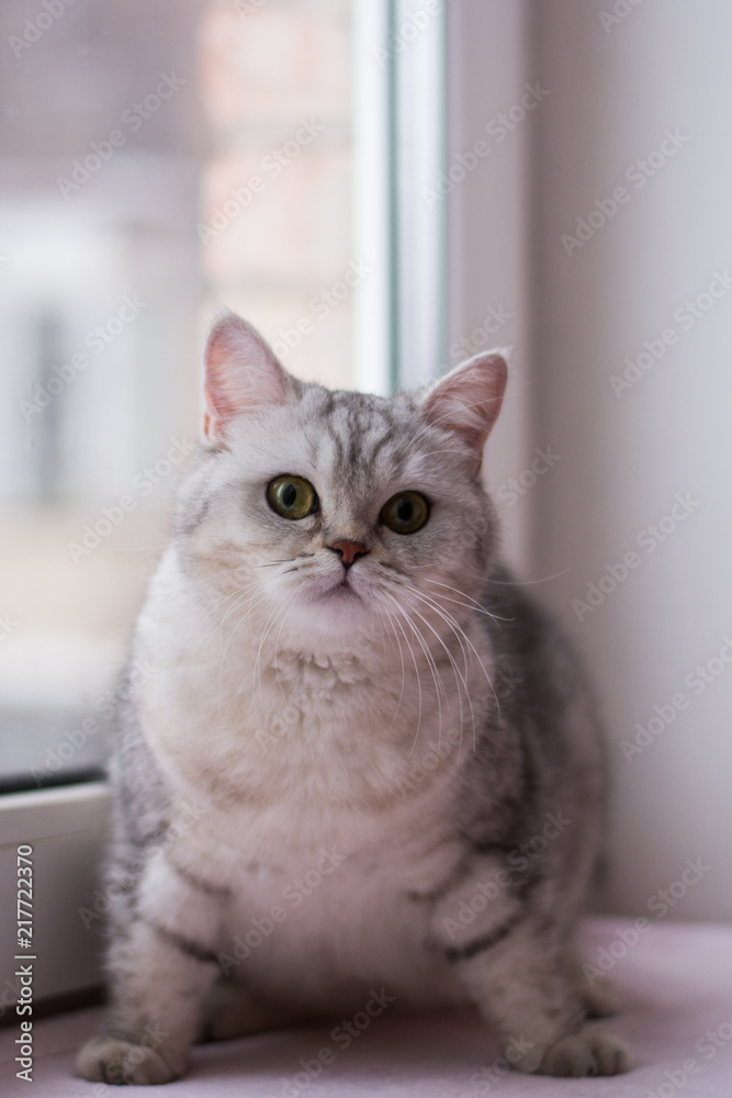 kitten cat scottish straight, lop-eared fluffy, animal kitten cat scottish straight, lop-eared fluffy, animal