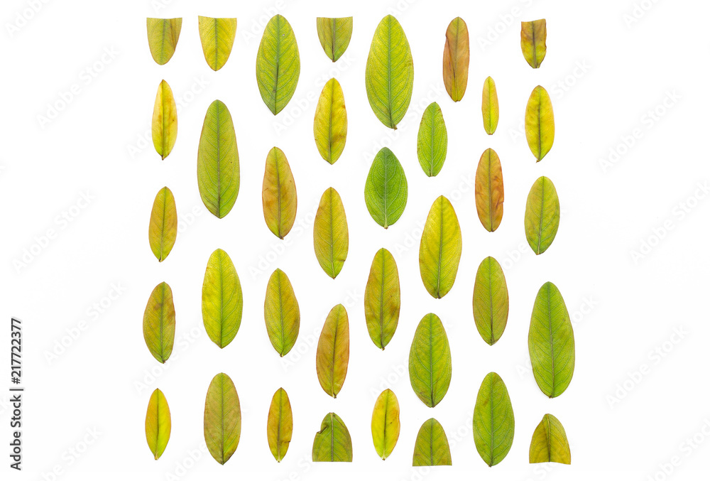 multi-colored autumn leaves lined in the shape of a square on a white background. Colorful autumn leaves pattern texture. Flat lay, top view. multi-colored autumn leaves lined in the shape of a square on a white background. Colorful autumn leaves pattern texture. Flat lay, top view.