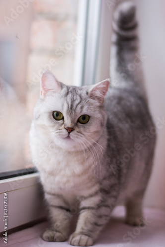 kitten cat scottish straight, lop-eared fluffy, animal