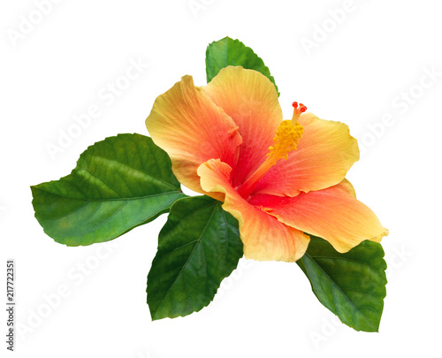 Orange color hibiscus flower with green leaves isolated on white background  clipping path included