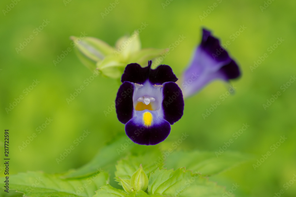 花 トレニア 紫 緑 花壇 Stock Photo Adobe Stock