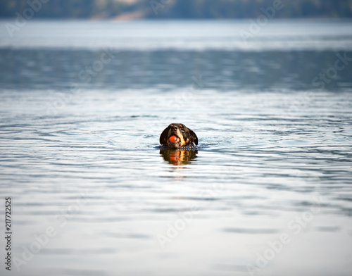Rottweiler at lake