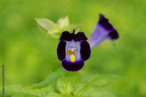 花 トレニア 紫 緑 花壇 Stock Photo Adobe Stock