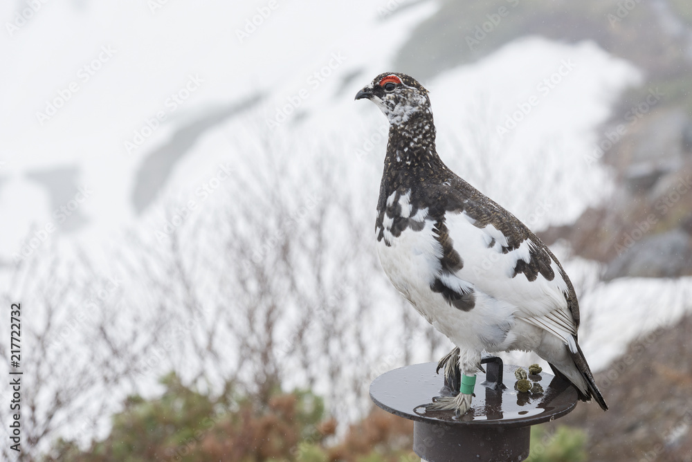 Japanese rock ptarmigan on snowy mountain at Murodo, Tateyama Kurobe Alpine Route, Japan. Japanese rock ptarmigan on snowy mountain at Murodo, Tateyama Kurobe Alpine Route, Japan.