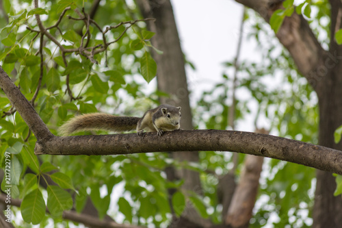 リス・自然・木・公園・ペット