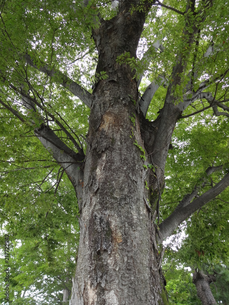 Naklejka premium Sacred tree in Japan