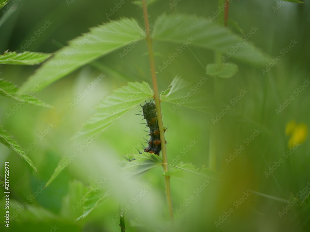 Fototapeta premium Worm, caterpillars, insects, insect macro, nature, the background blur
