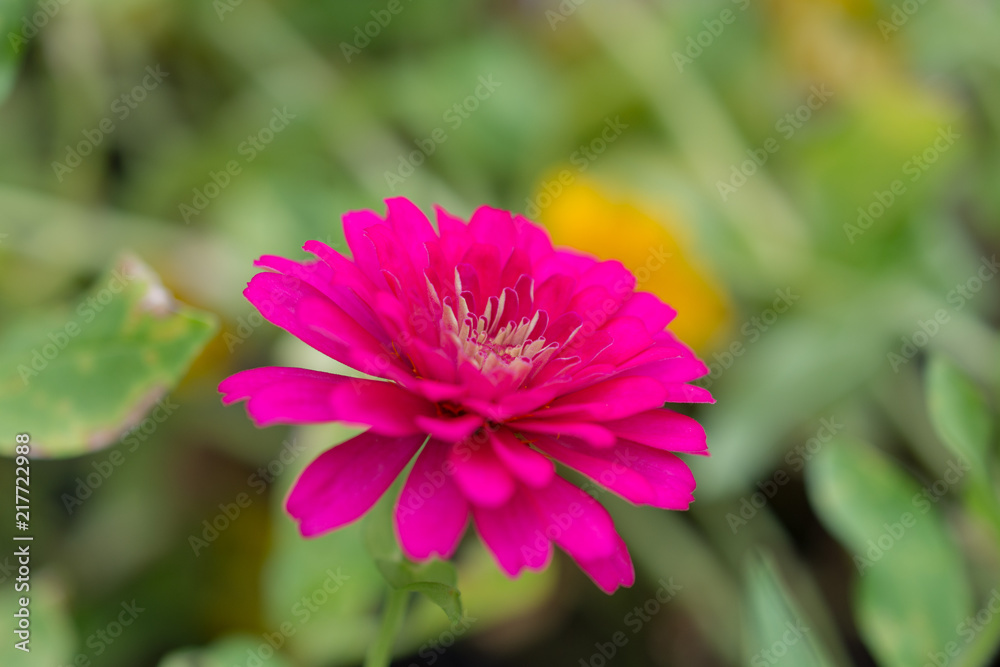 菊・黄色・赤・花・自然・薔薇 菊・黄色・赤・花・自然・薔薇
