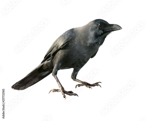 Photo of a crow. Isolated on white background