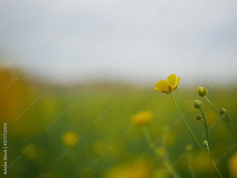 Obraz premium Polonne / Ukraine - 12 May 2018: Yellow flower on a green background