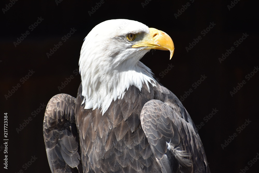 Fototapeta premium Wonderful majestic portrait of an american bald eagle with a black background