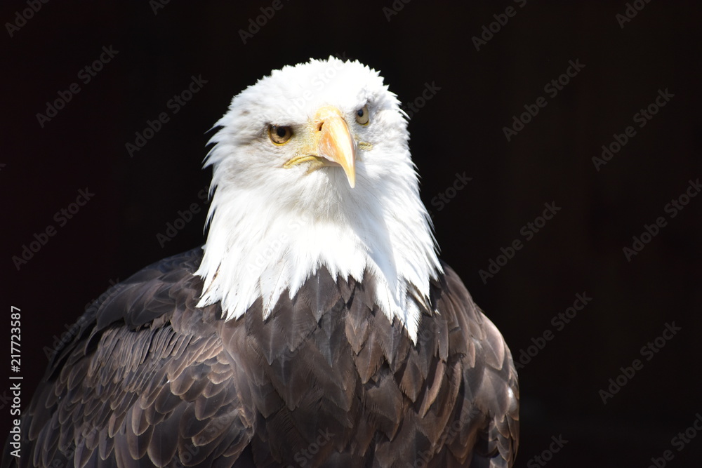 Fototapeta premium Wonderful majestic portrait of an american bald eagle with a black background