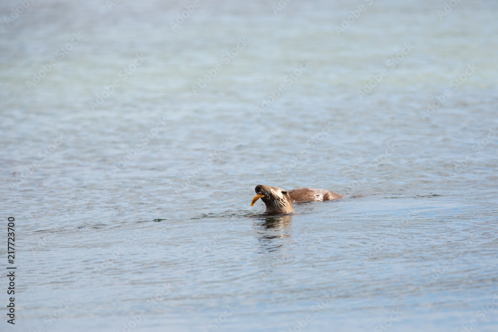 Eurasian otter (Lutra lutra) youngsters Foraging on sea in seaweed Eurasian otter (Lutra lutra) youngsters Foraging on sea in seaweed