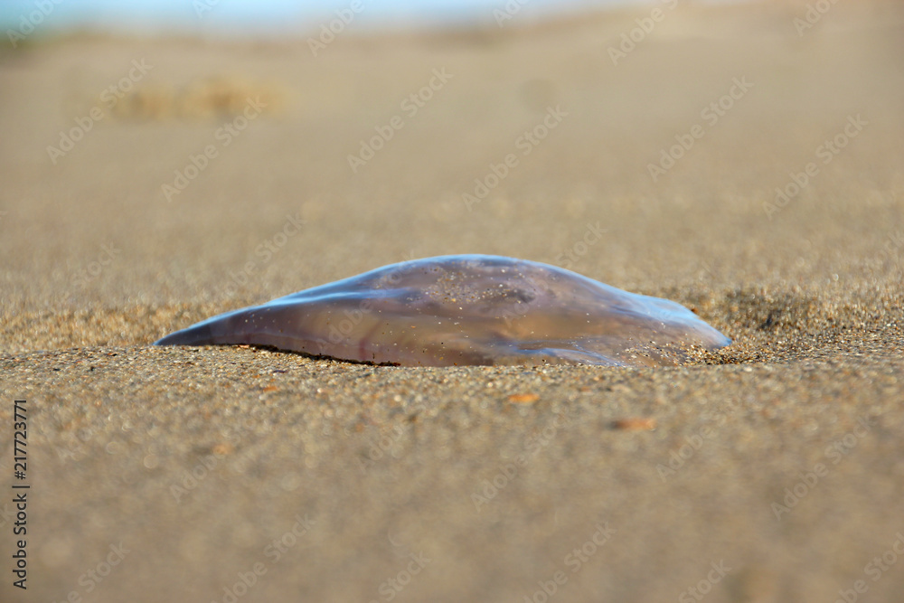 Eine Qualle im Sand am Strand von Breskens Stock Photo | Adobe Stock