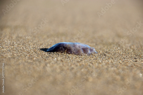 Eine Qualle im Sand am Strand von Breskens