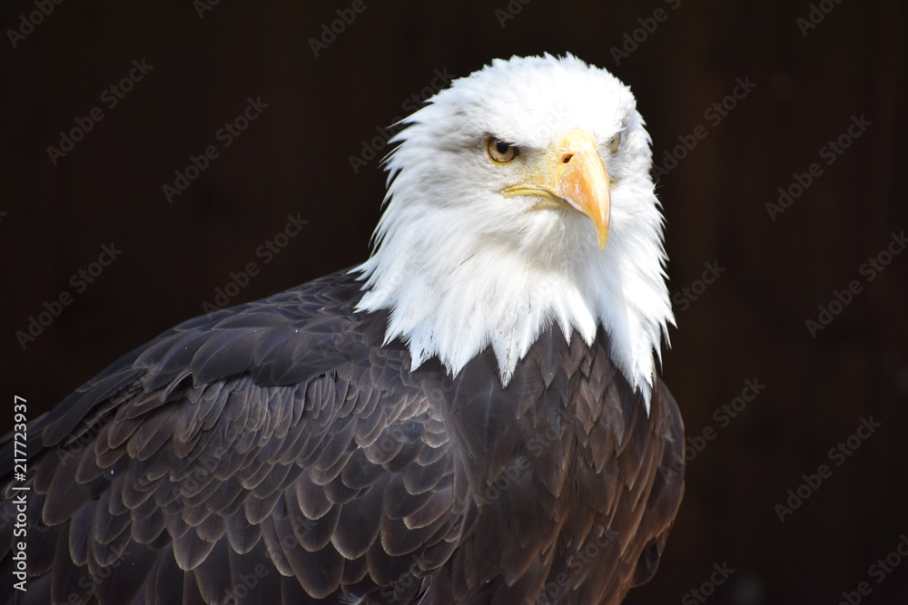 Fototapeta premium Wonderful majestic portrait of an american bald eagle with a black background