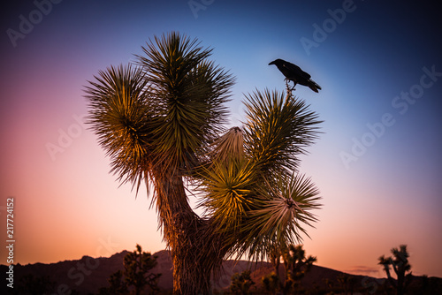Large black raven on Joshua tree  Yucca Brevifolia  in Joshua Tree National Park  California  U.S.A. after sunset. Cactus like palm tree yucca   s biblical name is also famous U2 band album.
