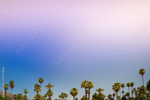 Tropical summer days in Palm Springs oasis in arid Sonoran and Mojave deserts. California and Mexican fan palm trees (Washingtonia Robusta and W. Filifera) on Californian pink blue sky. CA, USA. photo