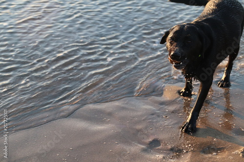 Large wet black dog on sandy beach panting and looking up at camera
