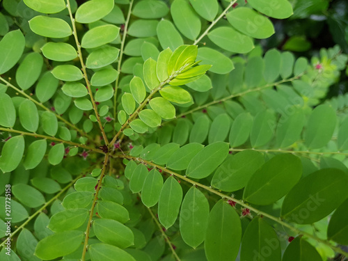 Closed up Phyllanthus Pulcher photo