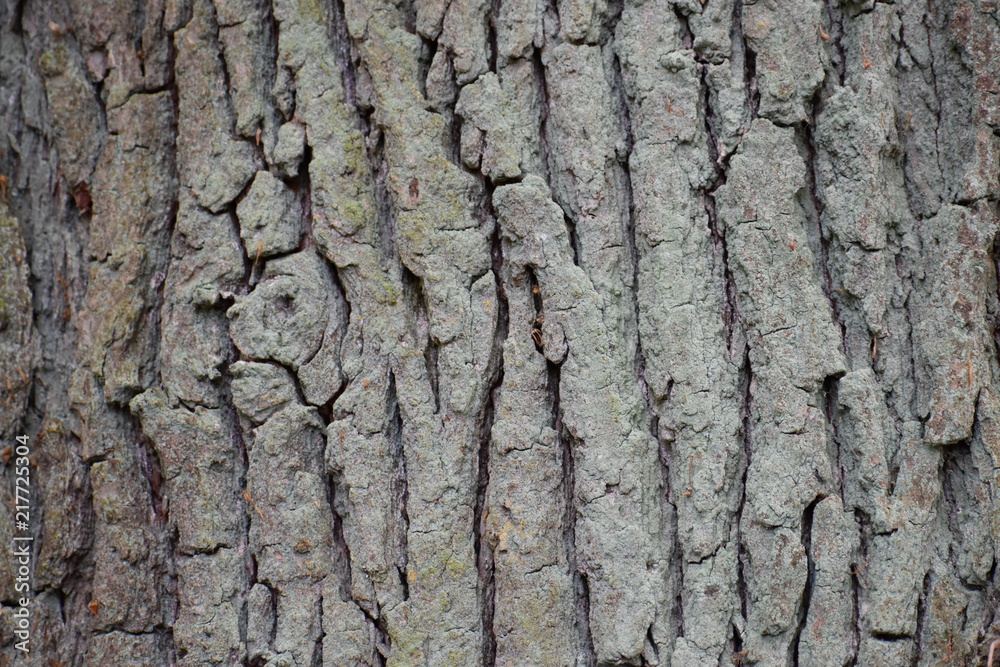 Closeup of a brown tree bark Closeup of a brown tree bark