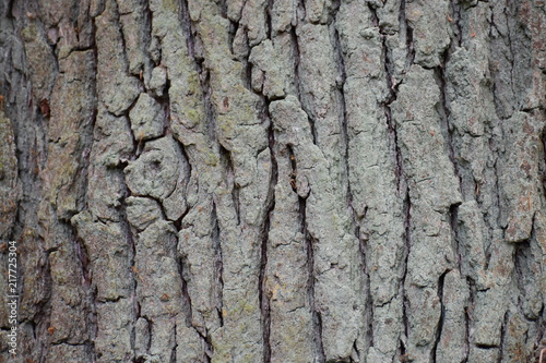 Closeup of a brown tree bark