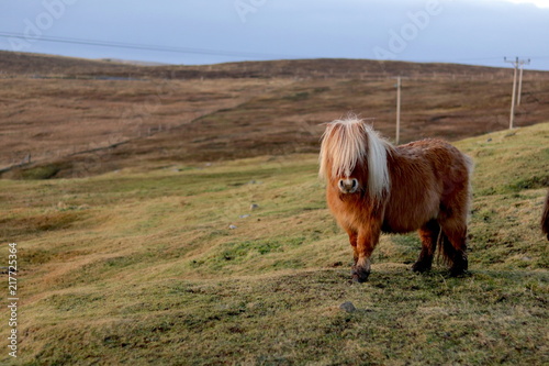 Shetland pony in field looking towards camera eyes covered