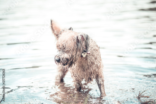Happy dog playing in muddy water 