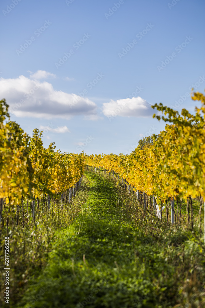 Fototapeta premium autumn vineyards landscape 