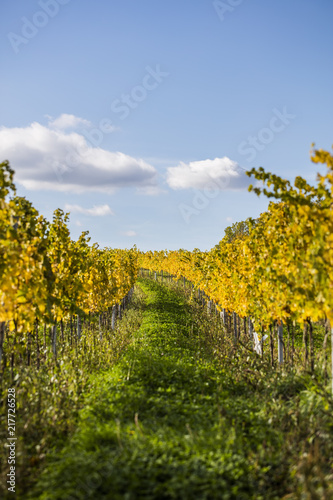 Fototapeta Naklejka Na Ścianę i Meble -  autumn vineyards landscape 