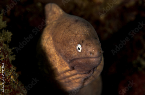 White eyed Moray Eel, Siderea Thyrsoidea. photo