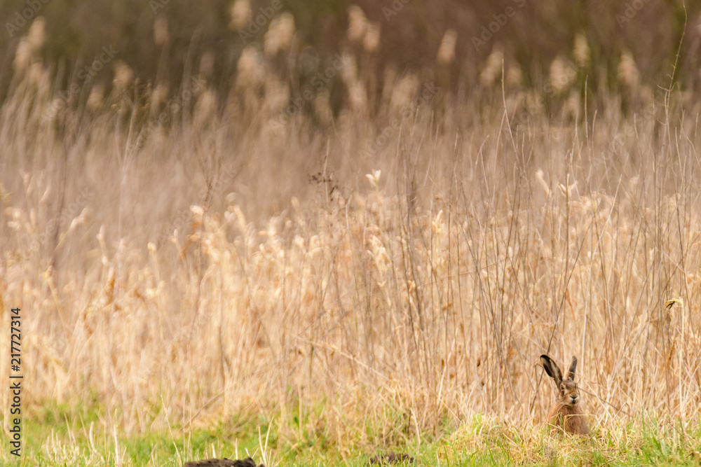 Hiding Hare