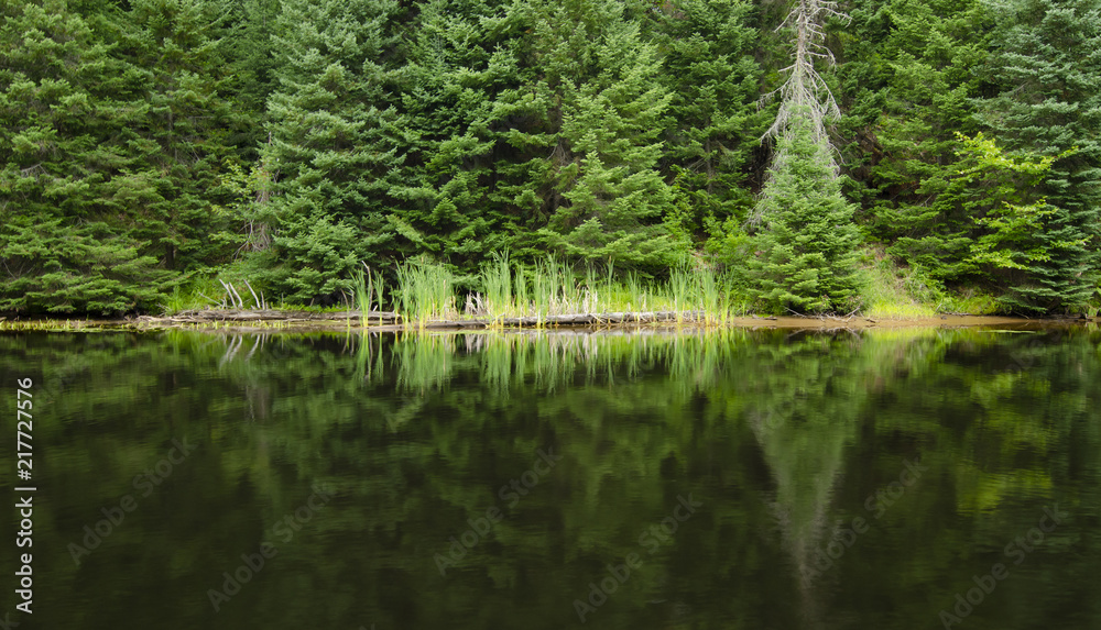 Forest reflected in still water, calm evening Forest reflected in still water, calm evening