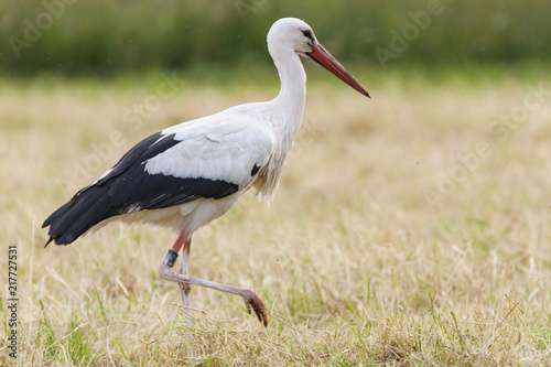 Stork