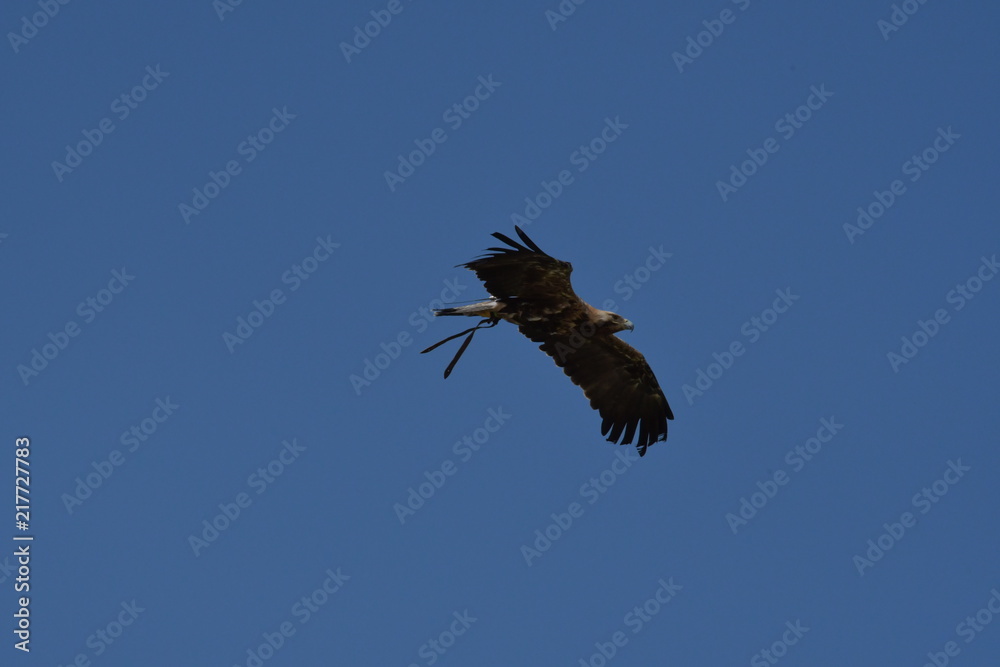 Obraz premium safari