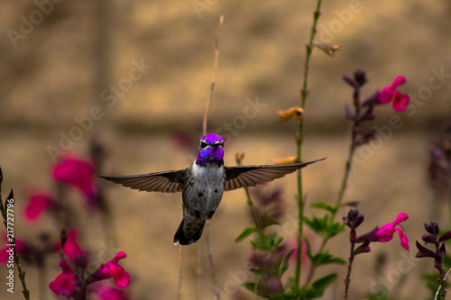 The Hovering Bird